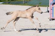 Foal welsh part-bred D