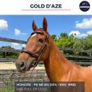 MAGNIFIQUE HONGRE PS ALEZAN - GOLD D'AZE - 10 ANS 