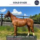 MAGNIFIQUE HONGRE PS ALEZAN - GOLD D'AZE - 10 ANS 