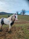 Poney Irish Cob