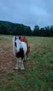 Poney Irish Cob