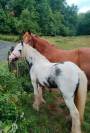 Poney Irish Cob