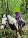 Poney Irish Cob