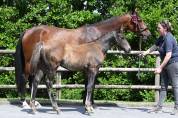 Foal par Check in x Querlybet hero 