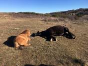 Pension pré pour chevaux, poneys, 30min sud Clermont-Fd