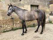 Hispano-arabe 6 ans