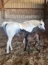 FOAL Connemara