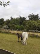 FOAL Connemara