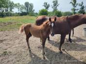 Foals de l'année par Vidam Sand