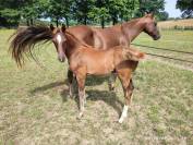 Foals de l'année par Vidam Sand