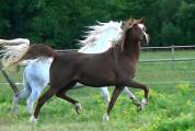 Elevage de chevaux pur sang arabe en Gironde