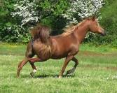 Elevage de chevaux pur sang arabe en Gironde