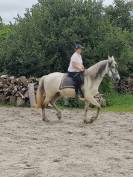 A vendre cheval PRE très gentil pour tout cavalier 