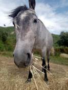 Pouliche camarguaise