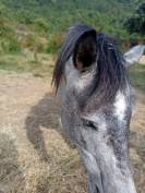 Pouliche camarguaise