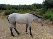 Pouliche camarguaise