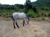 Pouliche camarguaise