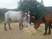 Pouliche camarguaise