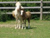 Petits Welsh Mountain