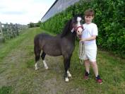 Petits Welsh Mountain