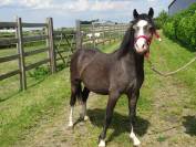 Petits Welsh Mountain