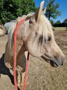 Loyfull Welsh Pony