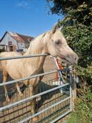 Loyfull Welsh Pony