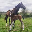 Poulinière de Dressage