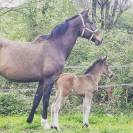 Poulinière de Dressage