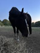 Cheval trotteur français