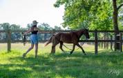 Poney  C Welsh Pony