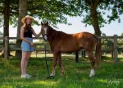 Poney  C Welsh Pony