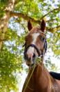 Poney  C Welsh Pony