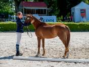 Poney  C Welsh Pony