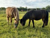 PONEYS DE CLUB TAILLE A 