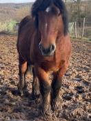 Trait ardennais entier à vendre