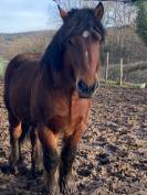 Trait ardennais entier à vendre