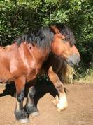 Trait ardennais entier à vendre