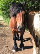 Trait ardennais entier à vendre