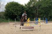 poney de sport D à vendre uniquement