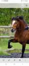 Top welsh C stallion forsale 