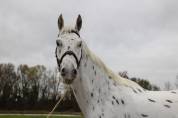 Cheval de sport - Big ben hongre de 6ans Léopard