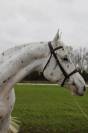 Cheval de sport - Big ben hongre de 6ans Léopard