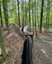 Cheval de sport - Big ben hongre de 6ans Léopard