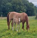 Poulain Deutsches Reitpony  poney français de selle 