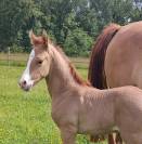 Poulain Deutsches Reitpony  poney français de selle 