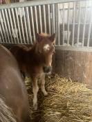 poneys shetland