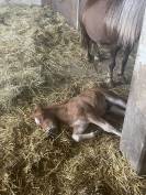 poneys shetland