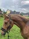 Pouliche de Dressage 3 ans