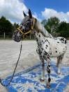 Cheval de 3 ans ONCS léopard 